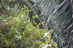 Sporophila minuta