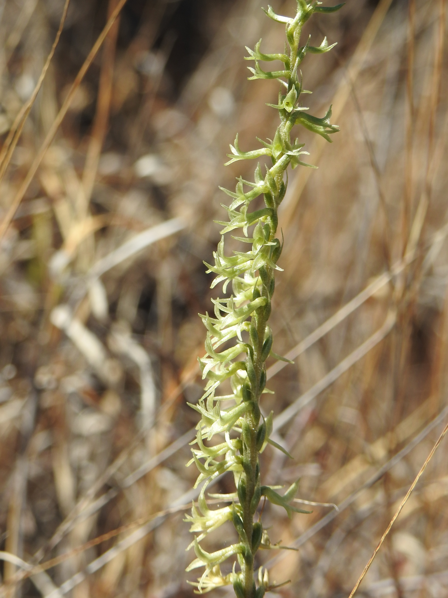 Mesadenus lucayanus