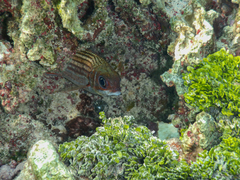 Neoniphon vexillarium
