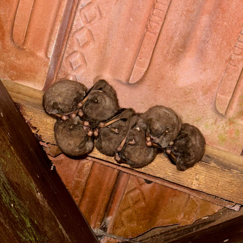 Tree Bat