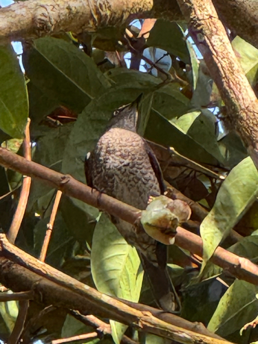 Scaly-breasted Thrasher (Allenia fusca), photo 5