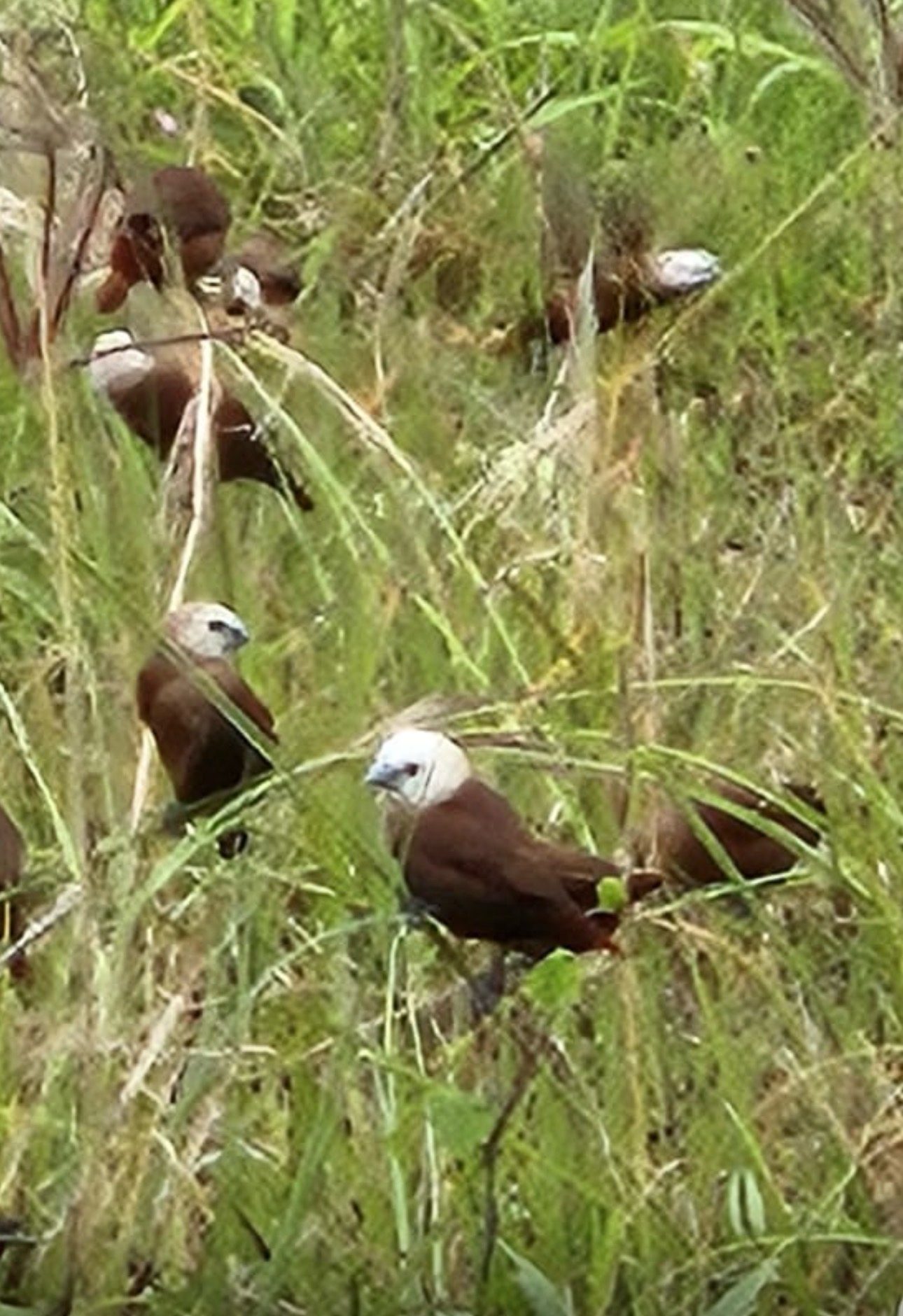 White-headed Munia (Lonchura maja), photo 5