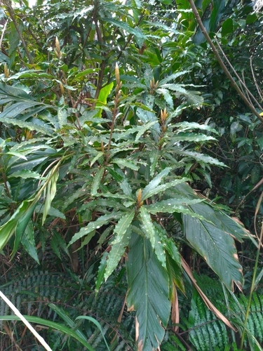 Actinodaphne acuminata iNat (2)