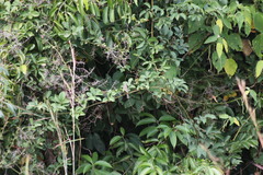 Sporophila minuta