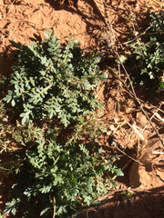 Lepidium oblongum
