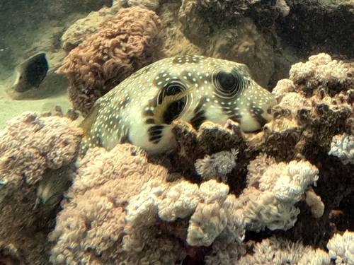 Arothron hispidus