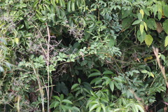 Sporophila minuta