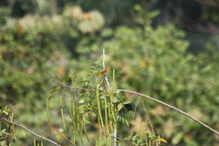 Sporophila minuta