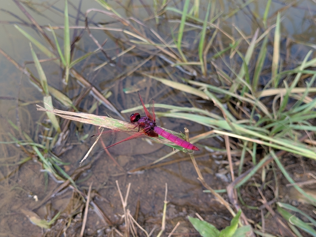 Capung-jemur merah-jambu (Trithemis aurora)
