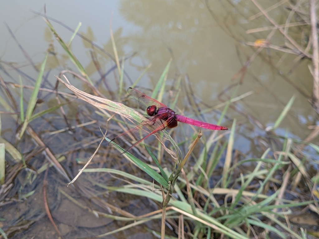 Trithemis aurora (Trithemis aurora)