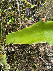(c) Matteo Bellucci, some rights reserved (CC BY) Selenicereus triangularis, photograph (c) Matteo Bellucci, some rights reserved (CC BY)