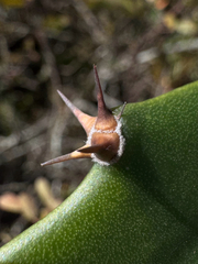 Selenicereus triangularis, photograph (c) Matteo Bellucci, some rights reserved (CC BY)