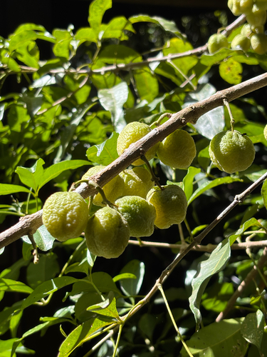 Melicope rubra observed 2026-02-22