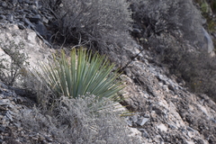 Yucca rigida