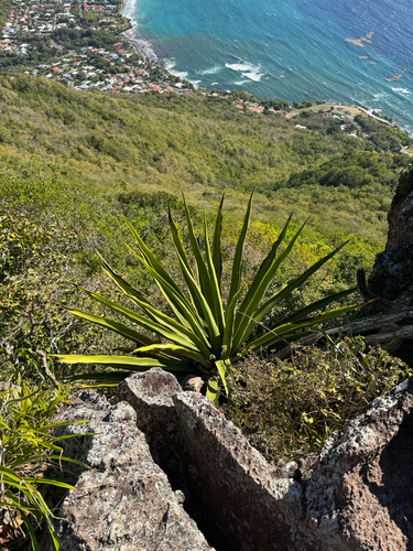 Agave karatto