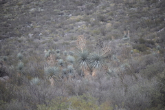 Yucca rigida