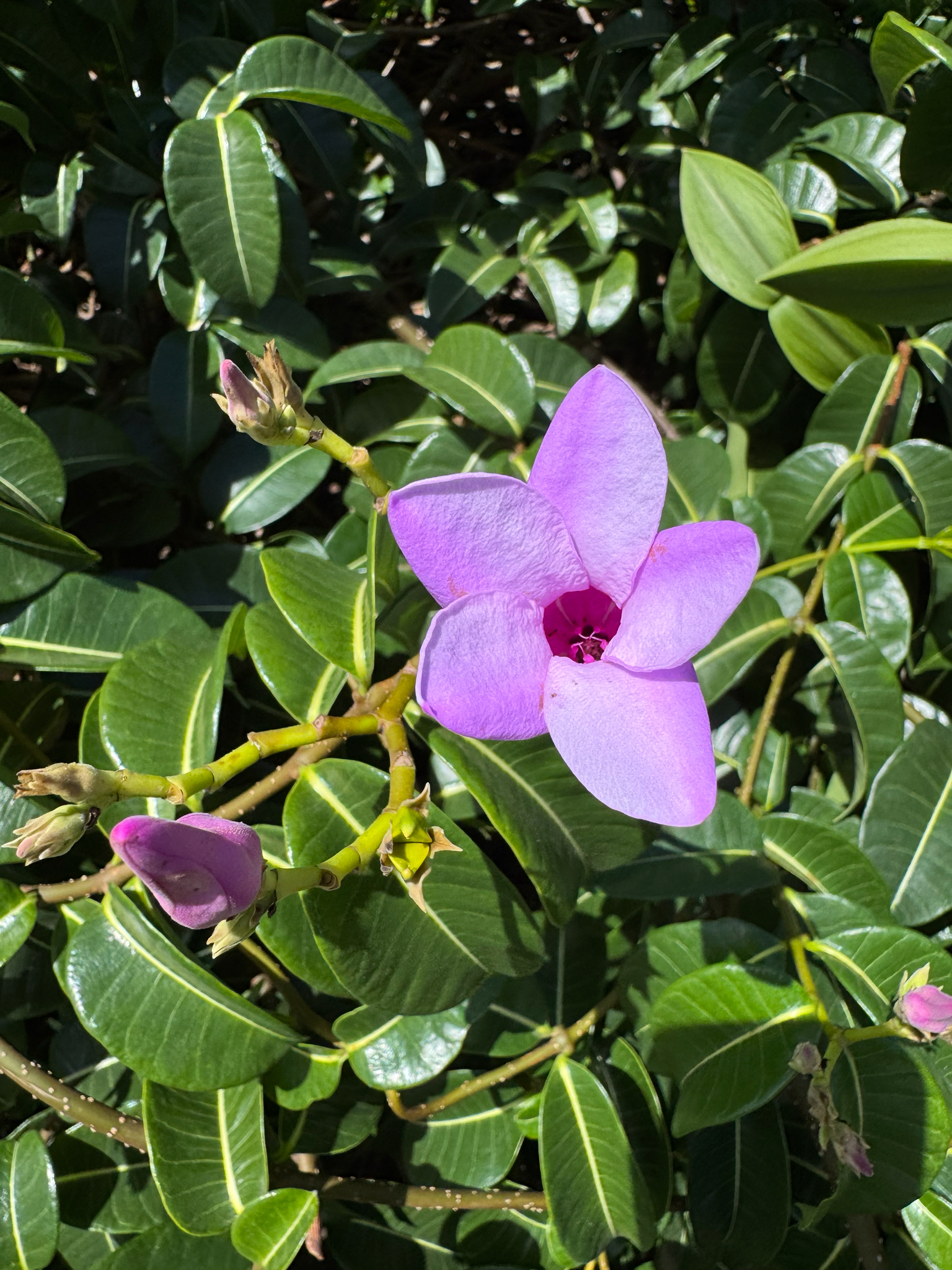 Madagascar Rubbervine (Cryptostegia madagascariensis)