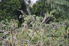 Brotogeris jugularis