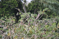 Brotogeris jugularis