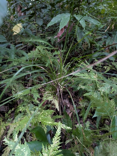Cordyline angustissima