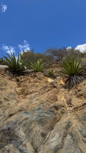 Agave karatto