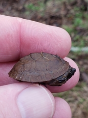 Sternotherus intermedius