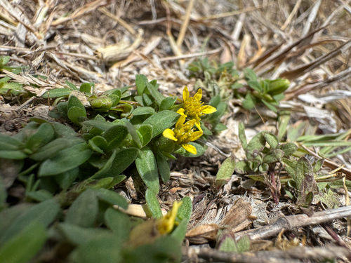 Yerba de San Juan (Pectis humifusa)