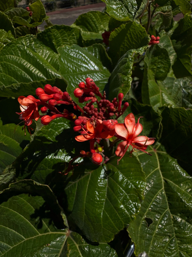 Clerodendrum speciosissimum, photograph 6