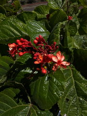 Clerodendrum speciosissimum, photograph (c) Matteo Bellucci, some rights reserved (CC BY)