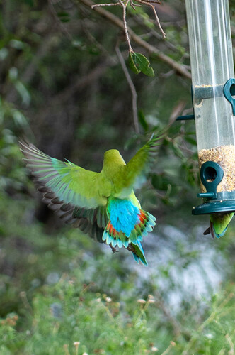 Rosy-faced Lovebird (Agapornis roseicollis), photo 5