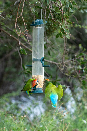 Rosy-faced Lovebird (Agapornis roseicollis), photo 4