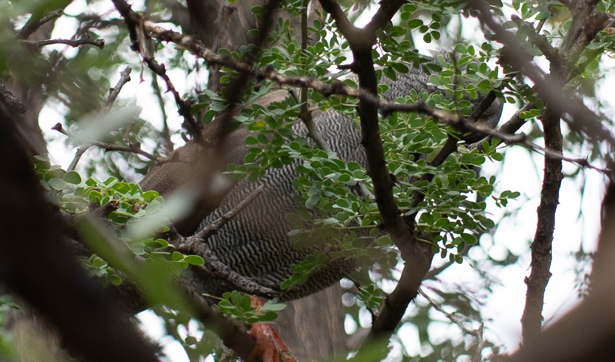 Red-billed Spurfowl (Pternistis adspersus), photo 3