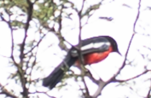Crimson-breasted Shrike (Laniarius atrococcineus), photo 2