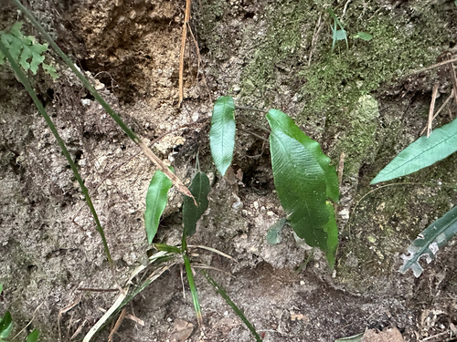 Simple-leaf false spleenwort (Deparia lancea)