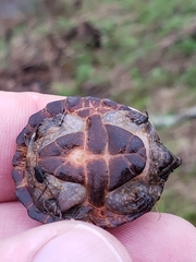 Sternotherus intermedius