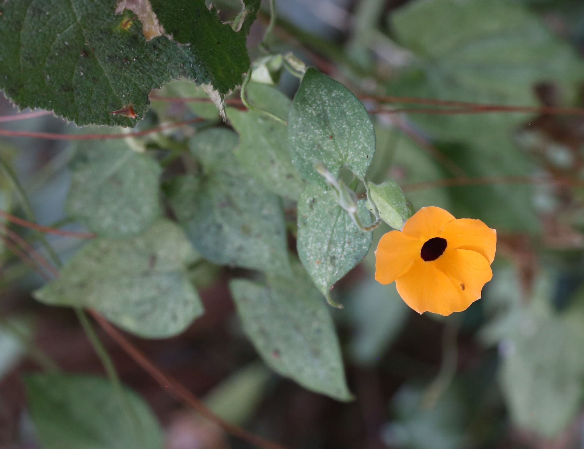 Thunbergia alata — ảnh 2