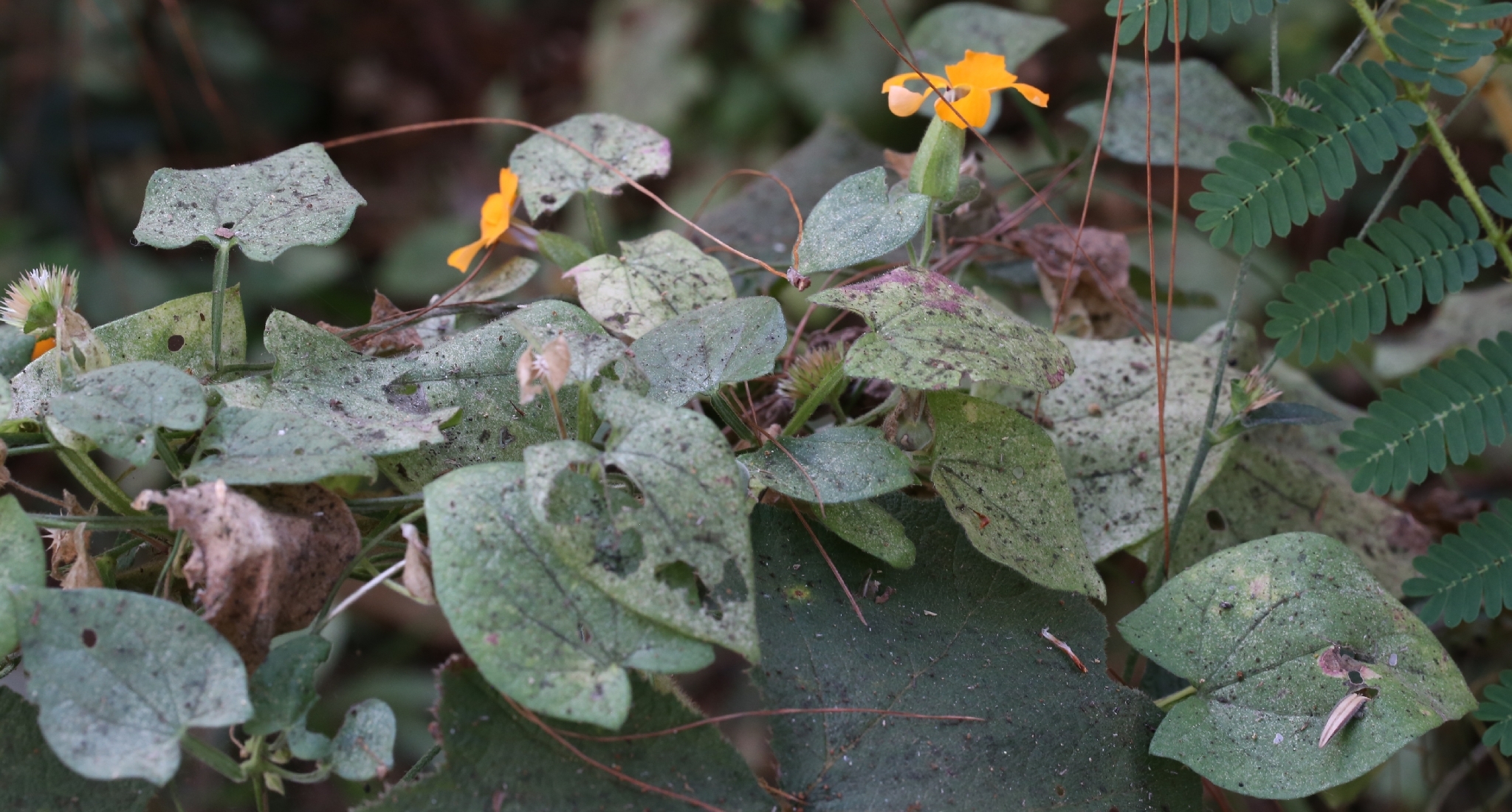 Thunbergia alata — ảnh 3