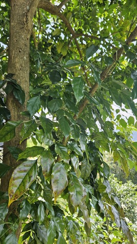 Radermachera sinica, photograph 4