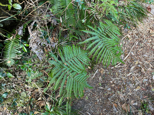 urajiro (Diplopterygium glaucum)