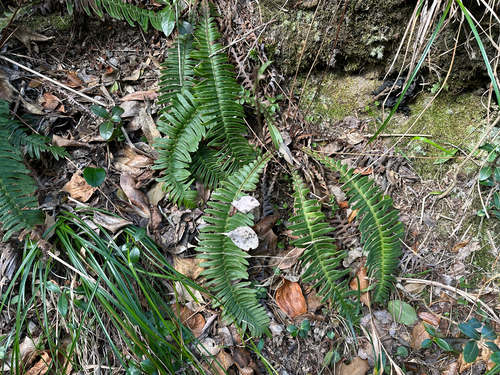Japanese deer fern (Struthiopteris niponica)