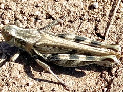 Melanoplus devastator