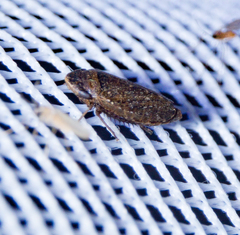 Anoscopus serratulae