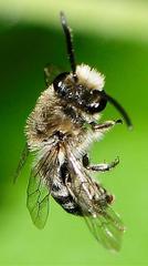 Colletes simulans armatus