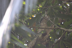 Piranga olivacea