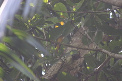 Piranga olivacea