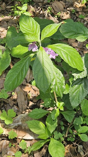 Strobilanthes cusia, photograph 2