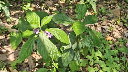 Strobilanthes cusia, photograph 3