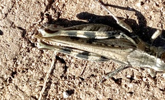 Melanoplus devastator