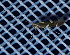 Calybites phasianipennella