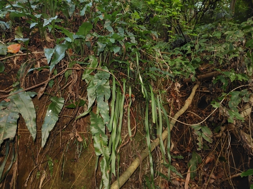 Tape Fern (Haplopteris elongata)